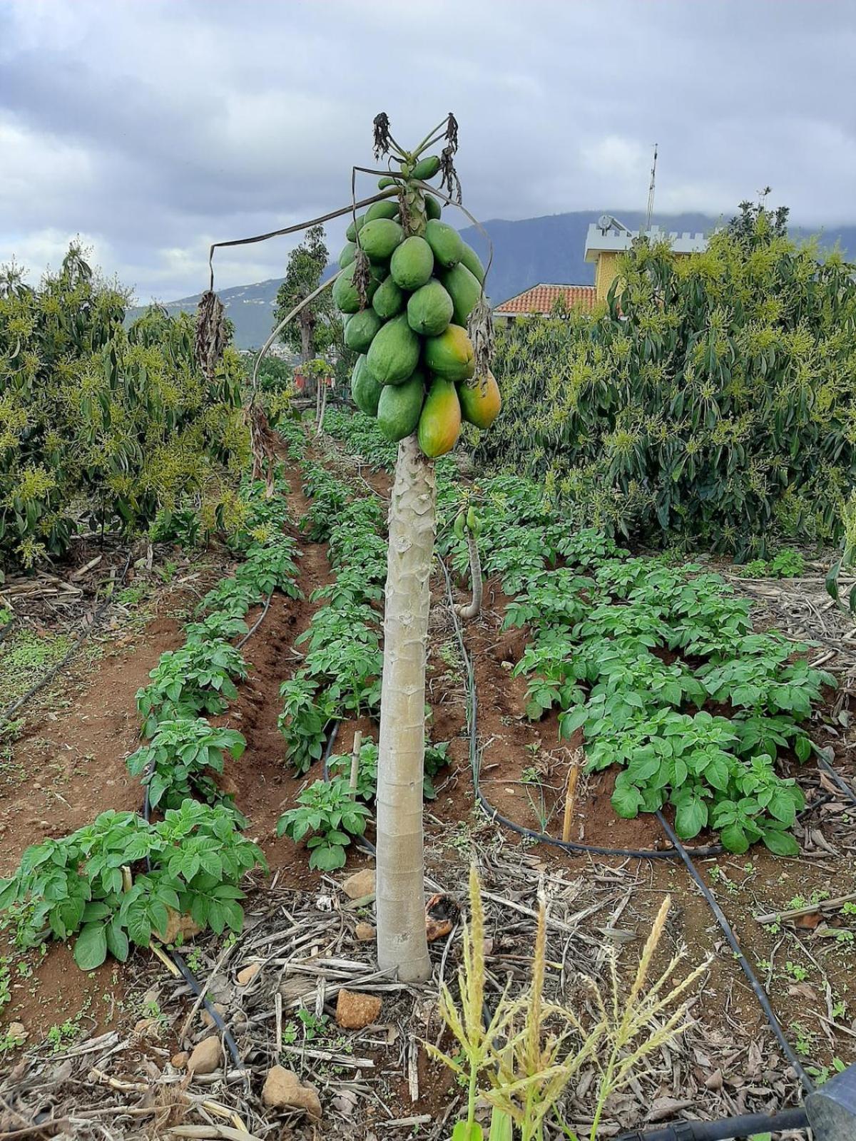 לה אורוטבה Finca De Luna מראה חיצוני תמונה